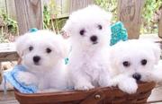 Akc registered puppies available