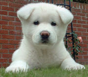 Akita pups for you