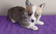 Pembroke Welsh Corgi Puppies For Sale