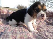 Beagle Puppies For Sale.