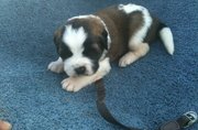Ukc Registered Saint Bernard Puppies for sale.