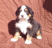 Bernese Mountain Dog Puppies For Sale