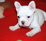 French Bulldog puppies for sale