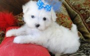 Maltese Puppies For Sale