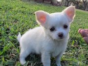 AKC Champion Sired Long Coat Chihuahua 