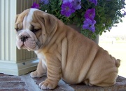English bulldog puppies available now. 