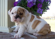 Kc registered English bulldog pups.