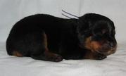rotweillers puppies(chantehc@yahoo.com)