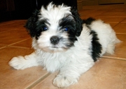 Kc Reg, Havanese puppies for sale