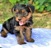 Yorkshire puppies fors ale