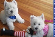 West Highland White Terrier Puppies For Sale