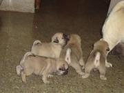Pug puppies for sale