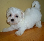 Coton De Tulear Puppies For Sale 