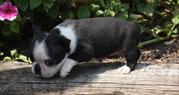 Boston Terrier Puppies for Sale