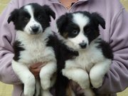 Border Collie puppies for sale