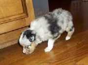 Australian Shepherd for sale.