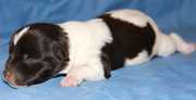 Miniature Schnauzers for sale.