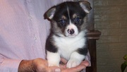 playful Pembroke Welsh Corgi puppies for sale.