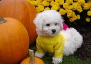 beautiful Bichon Frise puppies.