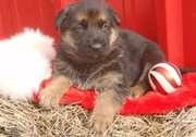 great German Shepherd Dog puppies.