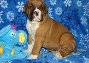 Boxer Puppies For Sale.