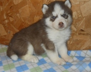 Siberian Huskies For Sale.