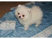 Pomeranian Puppies For Sale