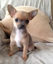 chihuahua puppies available