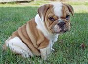 Adorable English Bulldog Puppies For Free Adoption