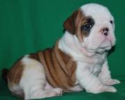 Our 100% healthy puppies are ready for new homes