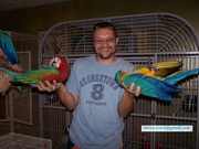 Scarlet macaw 300GBP