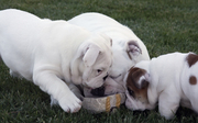 healthy bulldogs