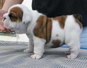 English bulldog puppies