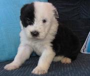 Old English Sheepdog Puppies For Sale
