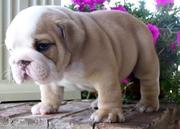 male and female bulldog 