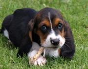 Top Quality  Outstanding Basset Hunt Puppies