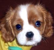 Cavalier King Charles Spaniel Pups 