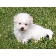 Gorgeous Bichon Frise Puppies
