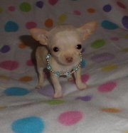 Chihuahuas are intelligent,  graceful,  and sometimes