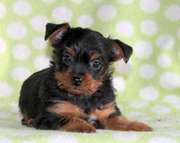 Lifetime Assurance Program Yorkshire Terrier Puppies for Sale