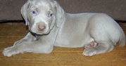Dew Claws Natures Weimaraner Puppies for Sale