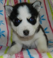 Current Vet Exam Siberian Husky Puppies for Sale