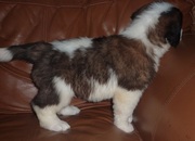 Heart & Knees Tested Saint Bernard Puppies for Sale