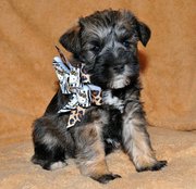 Non Shedding Miniature Schnauzer Puppies for Sale