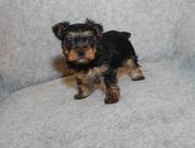 Teacup Yorkie Puppy For Sale