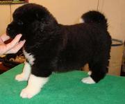 Akita Puppy For Sale
