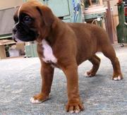 Boxer puppy for sale