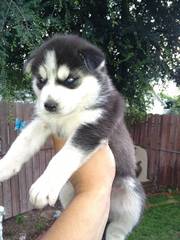 Male And Female sibarian pups For Adoption 