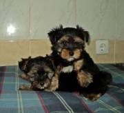 Yorkie puppies