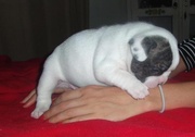 Bulldogs for Sale with plenty of love for kids